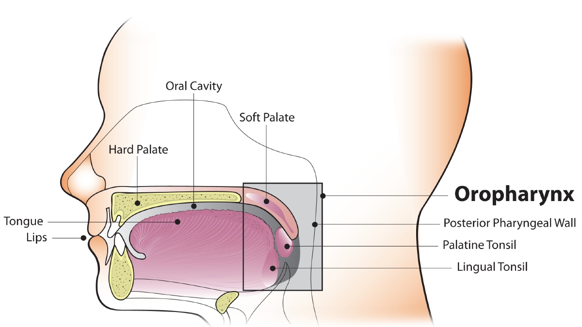 Oropharynx English Diagram of the oral cavity and oropharynx