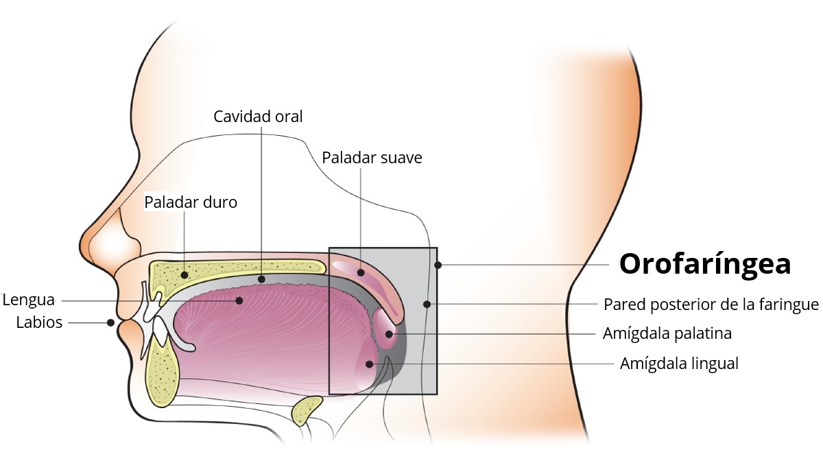 Oropharynx Spanish Diagrama de la cavidad oral y orofaríngea