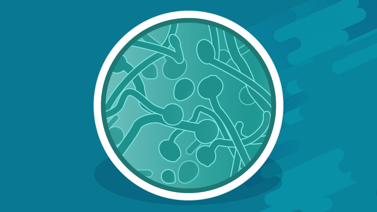 A petri dish showing candidiasis An illustration of a petri dish with Candida
