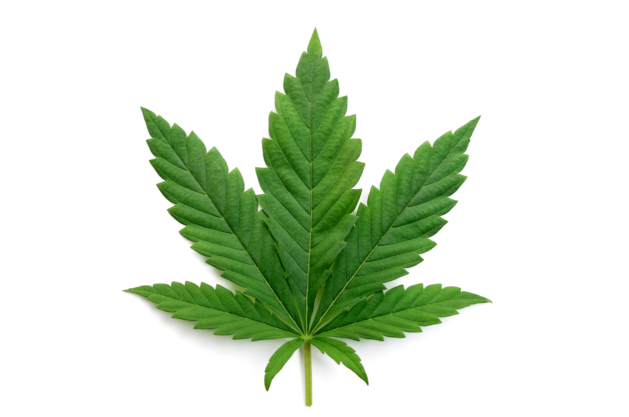 Green cannabis leaf Green cannabis leaf