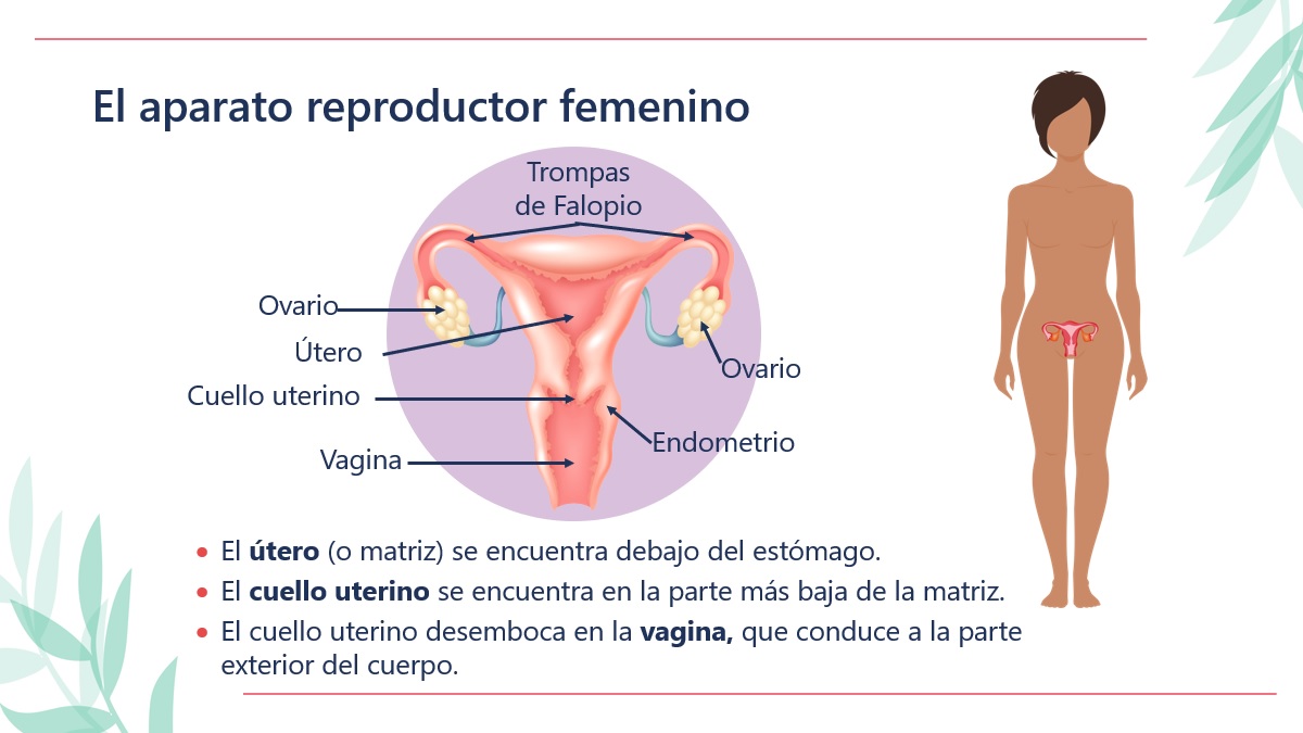 Diagrama del aparato reproductor femenino