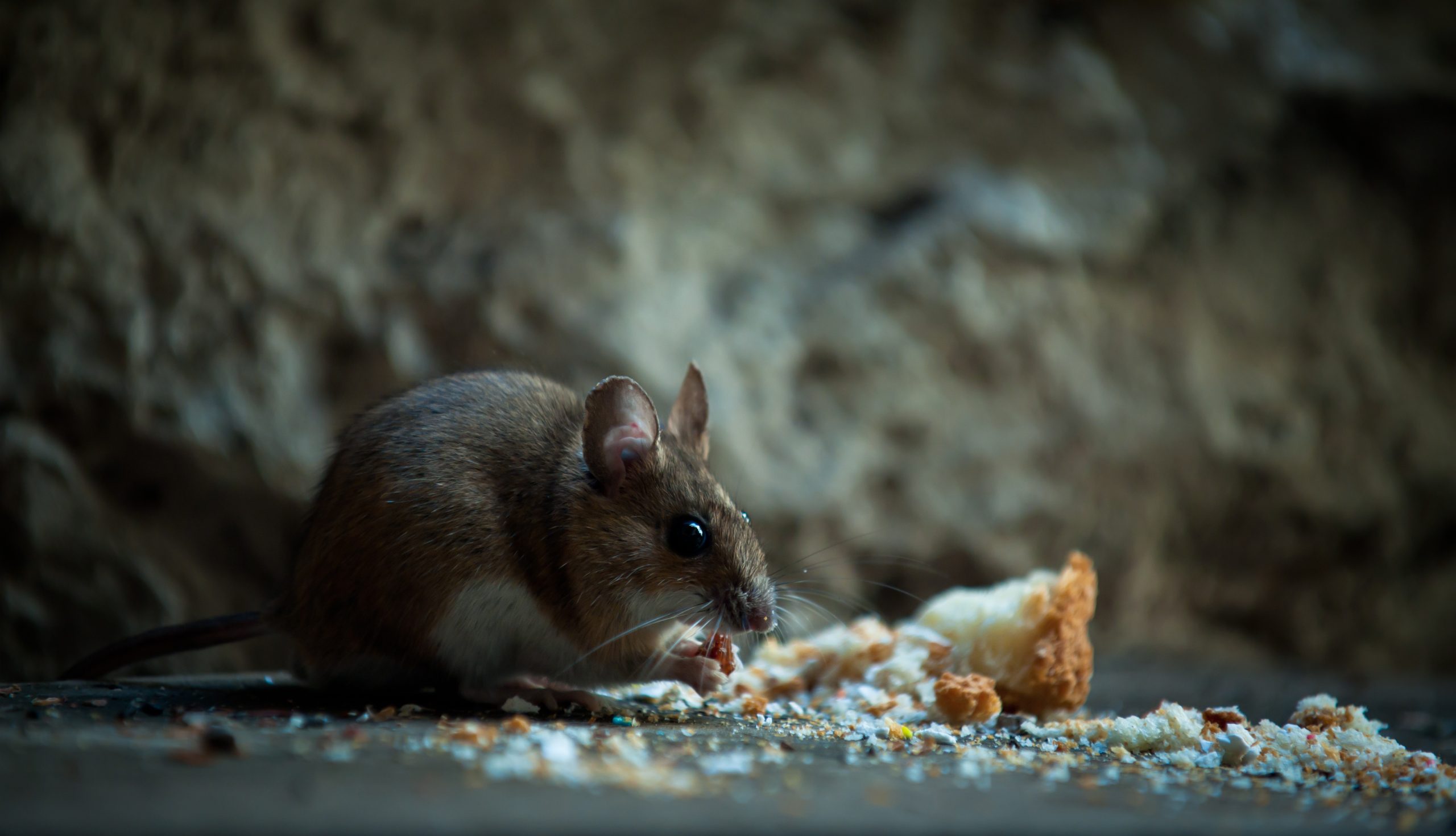 — title missing — Rodent eating crumbs