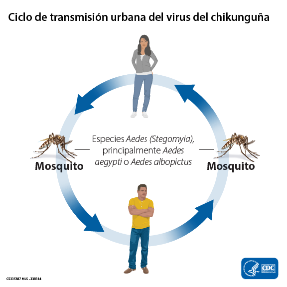 335387_Chikungunya_Transmission-cycle-SPANISH-web-01 Ciclo de transmisión del virus del chikunguña. En el centro, hay un círculo con una mujer de pie en la parte de arriba, un hombre en la parte de abajo, un mosquito en la parte izquierda y otro mosquito en la parte derecha. Las imágenes están conectadas por cuatro flechas que representan la circulación del virus del chikunguña entre los mosquitos y los seres humanos. Los mosquitos se infectan con el virus del chikunguña cuando se alimentan al picar a una persona infectada.