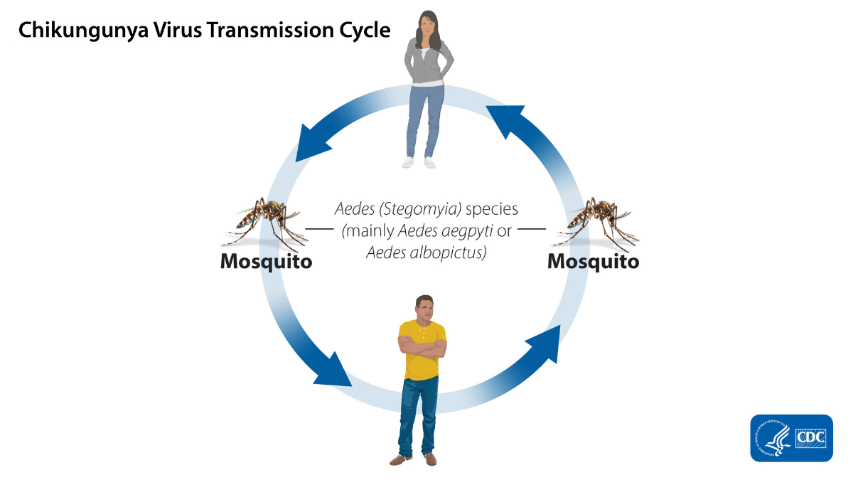 — title missing — Chikungunya transmission cycle. In the center, there is a circle with a woman standing at the top and a man at the bottom, and a mosquito sits on the left and right sides. The images are connected by four arrows to represent how chikungunya cycles between mosquitoes and humans. Mosquitoes become infected with chikungunya when they feed on an infected person