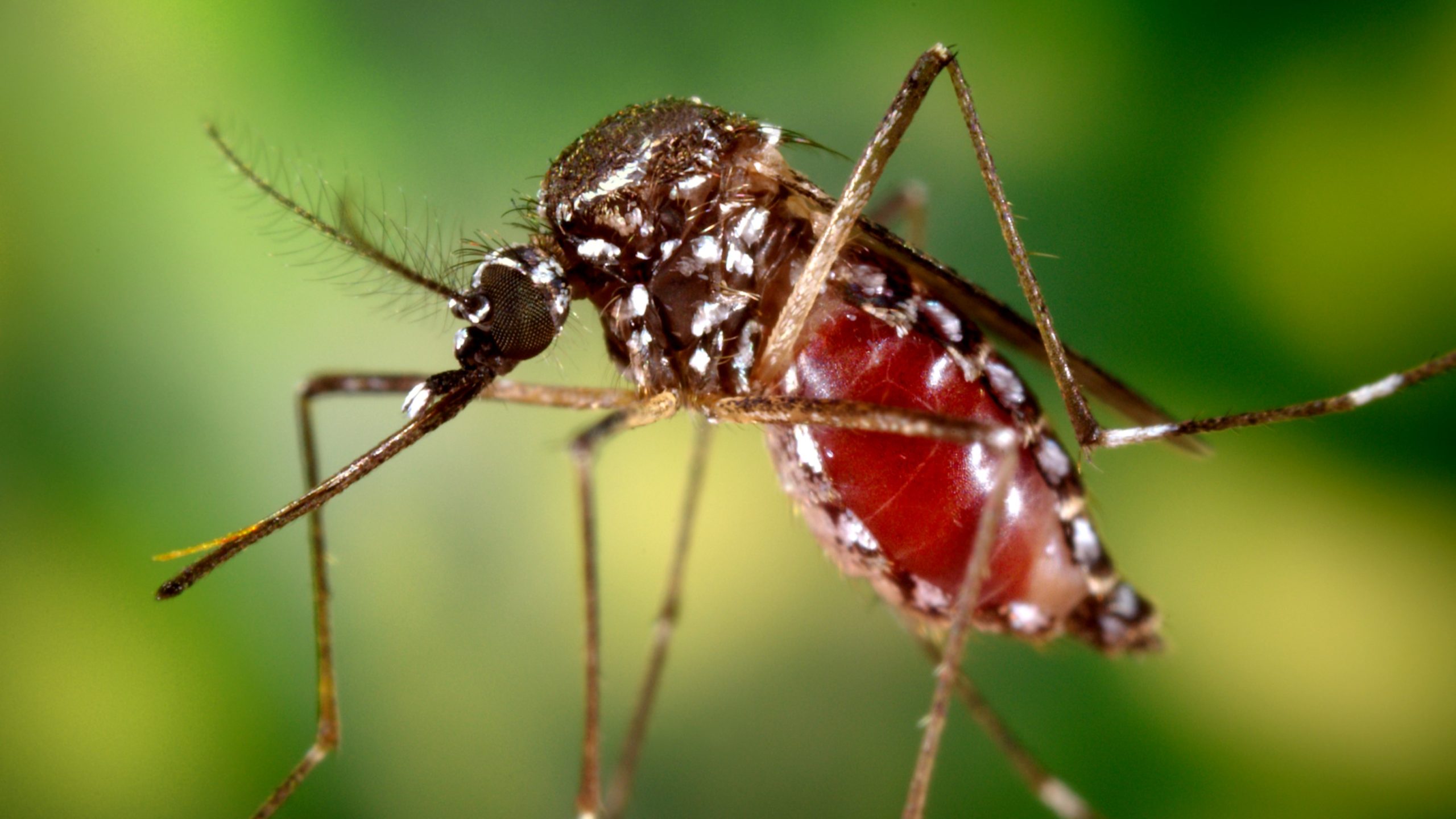 — title missing — Aedes aegypti mosquito full of blood