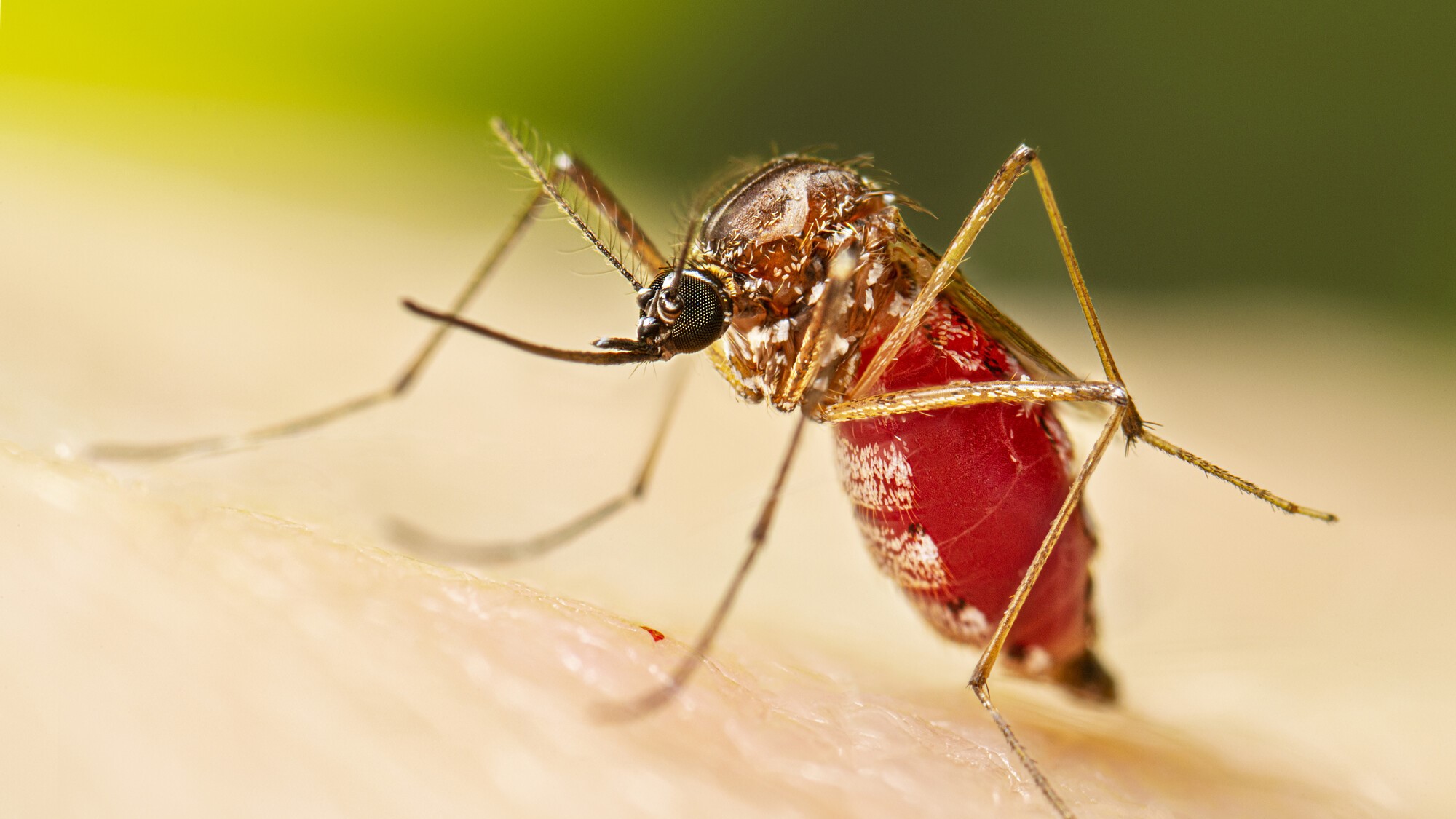 — title missing — A female Aedes aegypti mosquito while she in the process of acquiring a blood meal from her human host