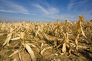 image.png A field of dead corn crops