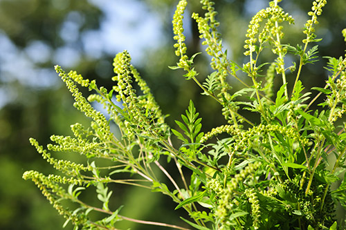 image.png A thin light green plant, known as Ragweed
