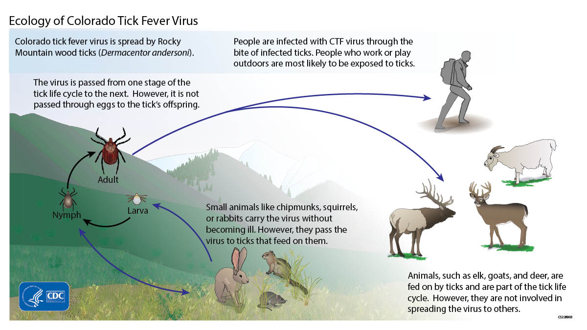 Ecology of Colorado Tick Fever Virus - 1. Small rodents such as squirrels, chipmunks, and mice are infected with CTF virus through tick bites. These animals usually do not become ill but they can pass the virus to other ticks that feed on them. 2. CTF virus is also passed from one stage of the tick life cycle to the next - from larvae to nymph to adult. 3. People are infected with CTF virus through the bite of infected ticks. People who work or play outdoors are most likely to be exposed to ticks. 4. Other animals such as elk, marmots, and deer also can be infected with CTF virus through tick bites. However, these animals probably do not play an important role in passing the virus to other ticks.
