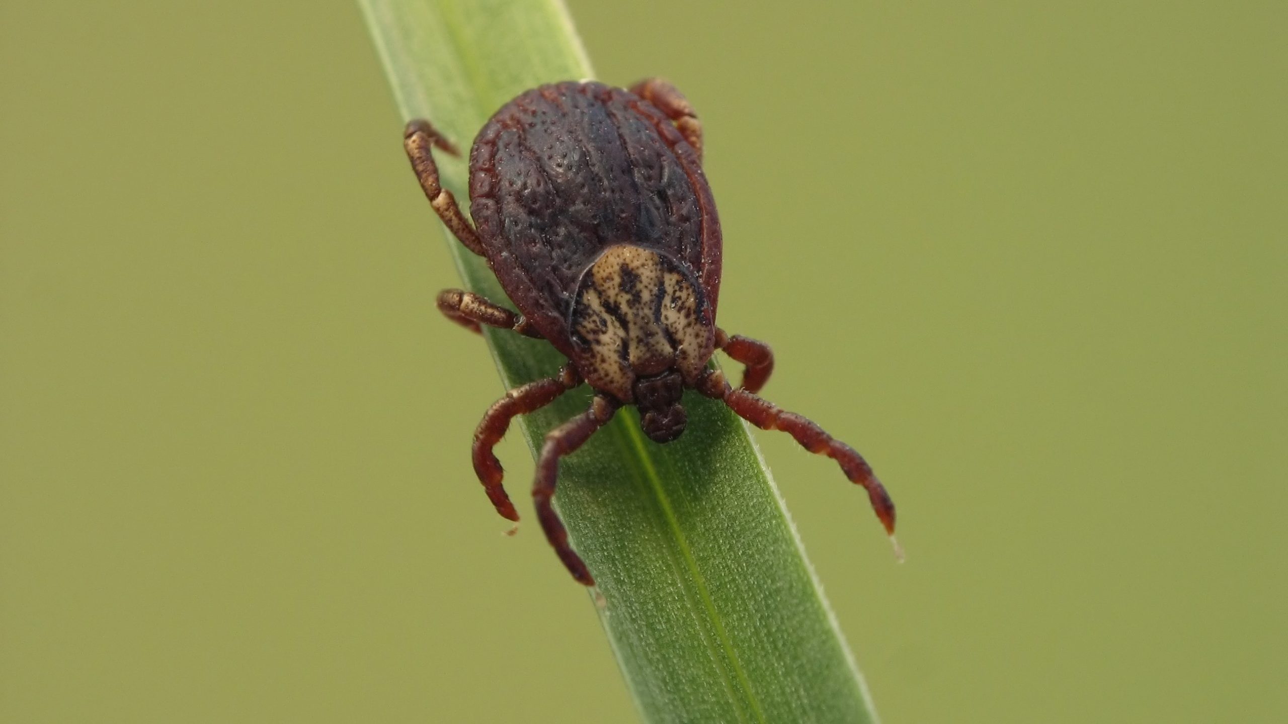 Ixodid Tick A hard tick on a blade of grass