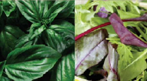 cyclo vegtables cyclosporiasis vegetables