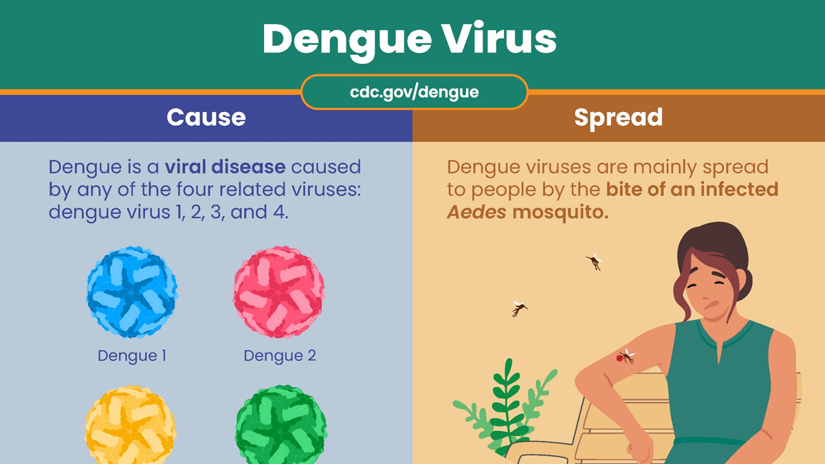 Screenshot of a fact sheet that reads, "dengue virus" at the top.
