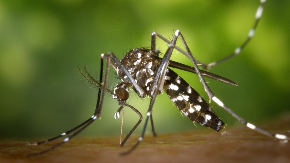 Aedes albopictus feeding Aedes aegypti mosquito feeding on a human.