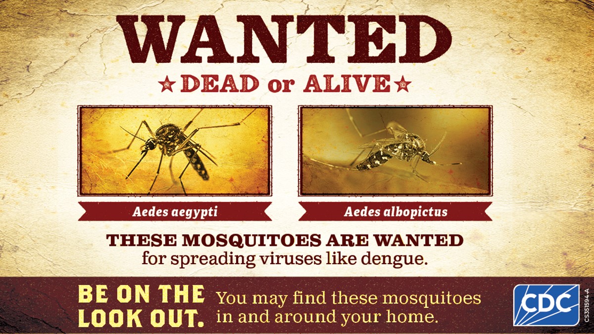 A graphic entitled: "Wanted dead or alive." Beneath are mugshots of the Aedes aegypti and Aedes albopictus mosquitoes. Below the images the graphic reads: "These mosquitoes are wanted for spreading viruses like dengue."