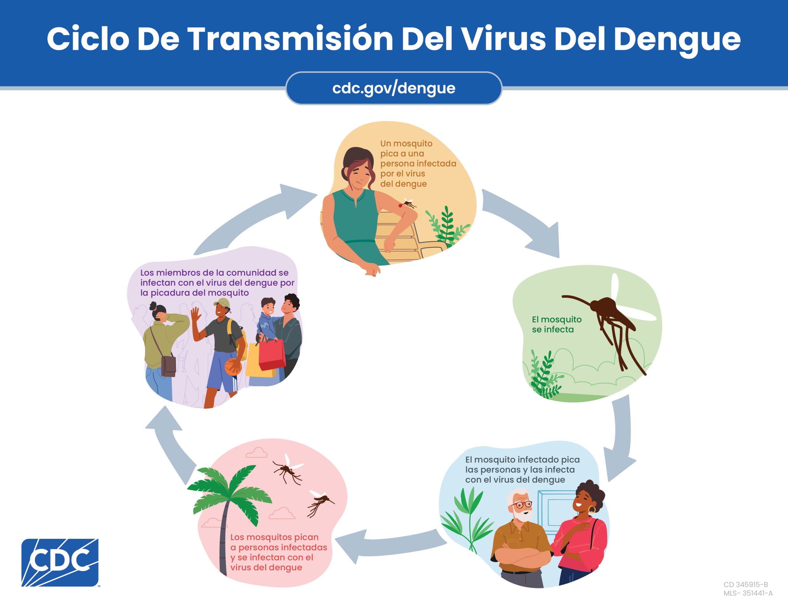 Ciclo de transmisión de dengue Gráfico que muestra cómo se transmite el dengue desde un individuo hasta una comunidad por picaduras de mosquitos.