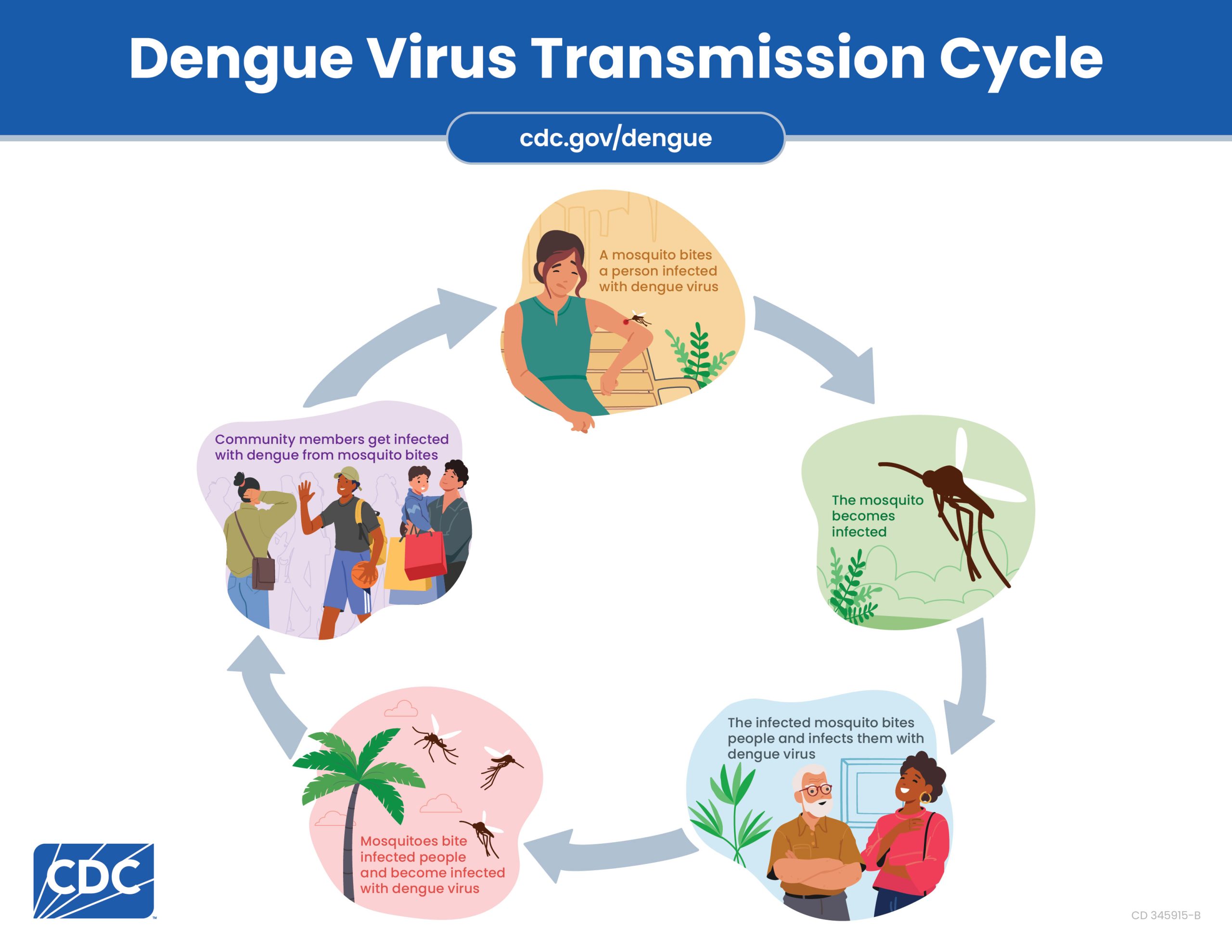 Dengue Transmission Cycle Graphic showing how dengue is spread from a person to their community through mosquito bites.