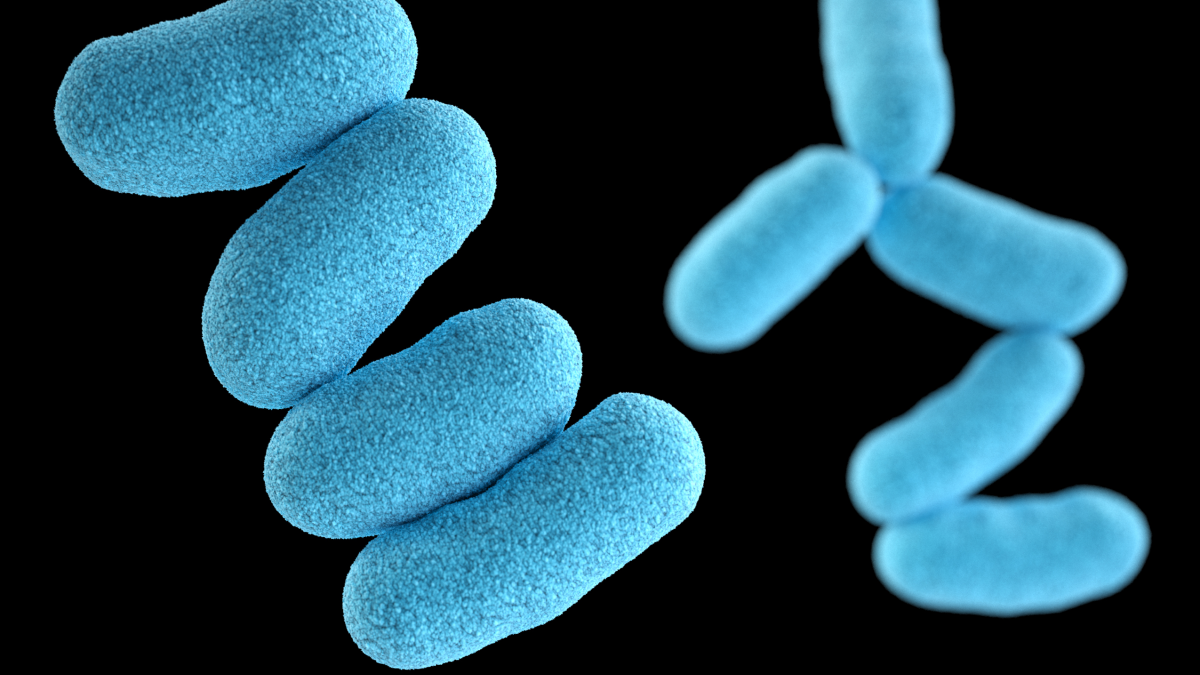 Corynebacterium diphtheriae A computer-generated image of Corynebacterium diphtheriae.