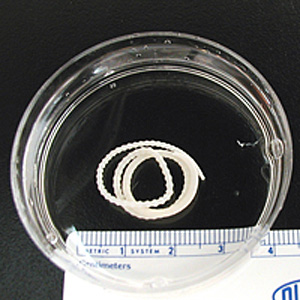 M_moniliformis_adult_HB2.jpg