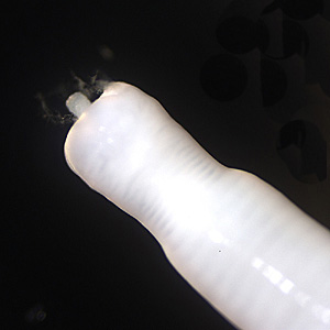 M_moniliformis_anterior_HB1.jpg