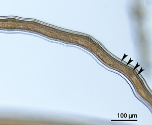 1B Figure B