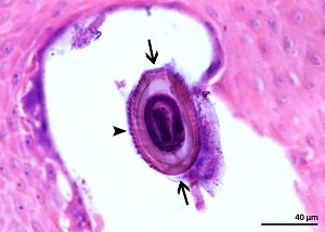2E Figure E