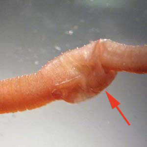 earthworm_KY2.jpg