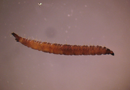 fly_larva_BAM1.jpg