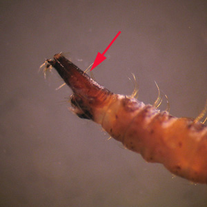 fly_larva_BAM2.jpg