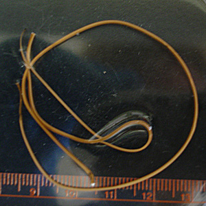 horsehair_WI1.jpg