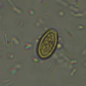 pollen_WA3.jpg