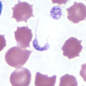 platelets_tryp_thin2.jpg