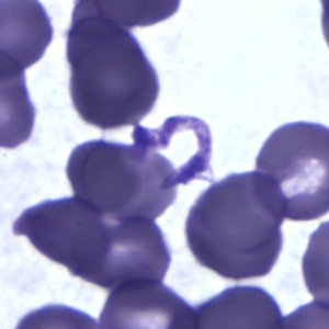 platelets_tryp_thin3.jpg