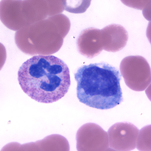 neutrophil_monocyte_BAM1.jpg