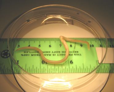 A_lumbricoides_adult_OrangeCounty.jpg