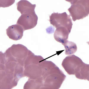 B_MO1_thin_giemsa10_arrows.jpg