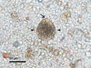 Bc_troph_A trophozoite in a primate fecal sample