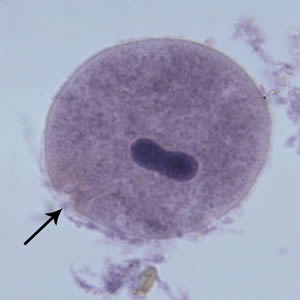 Bcoli_troph_hematoxylin.jpg