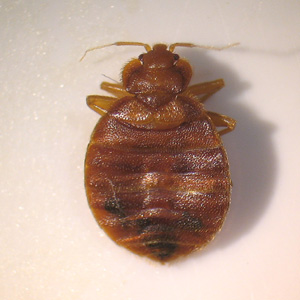 C_lectularius_dorsal_BAM.jpg