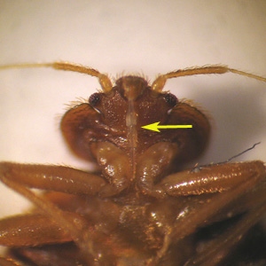 C_lectularius_mouthparts_Bam.jpg