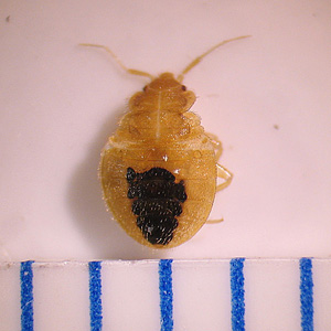 C_lectularius_nymph_BAM.jpg