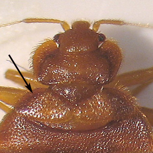 C_lectularius_pronotum_BAM.jpg