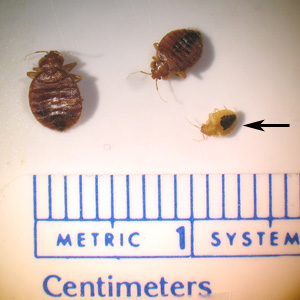 C_lectularius_trio_BAM.jpg