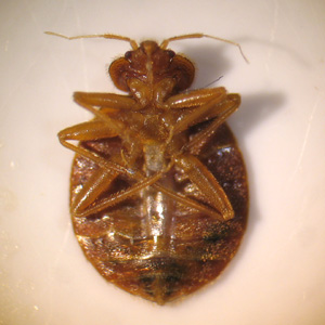 C_lectularius_ventral_BAM.jpg