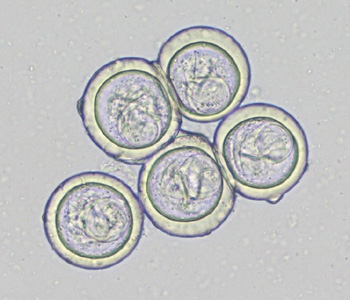 Bertiella_eggs_LTU1.jpg