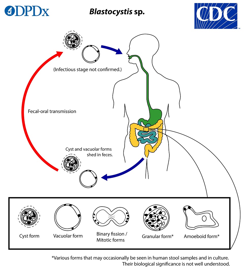 lifecycle