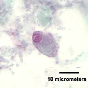 C_mesnili_troph_HB1.jpg