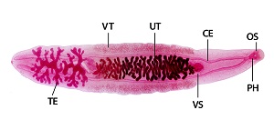 Clonorchis_new_labeled C. sinensis