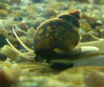 Bithynia_tentaculata_Manas.jpg
