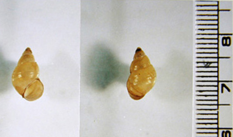 P_manchouricus_KoreaA.jpg