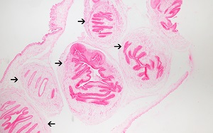 tissue_coen_B Figure B